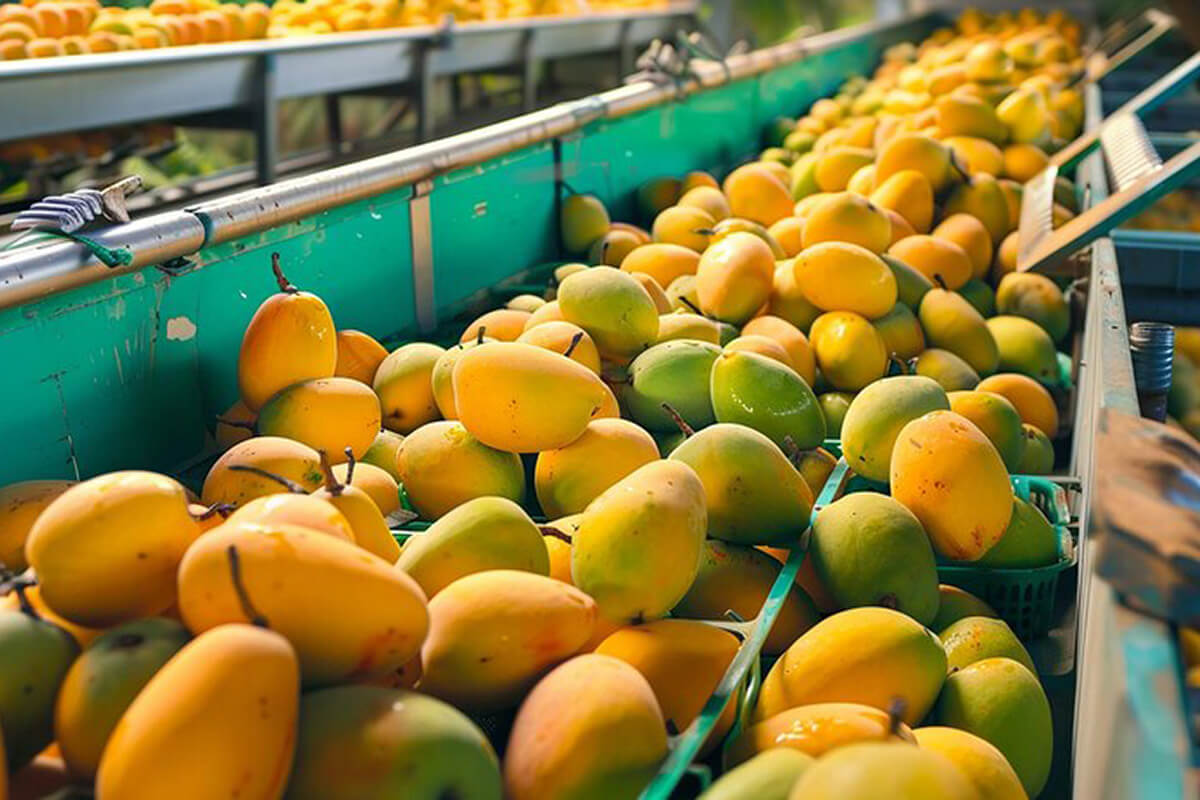 Mangue LA PHOTO D'ICI